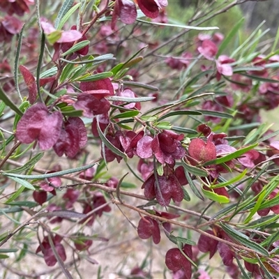 Dodonaea viscosa subsp. angustissima (Hop Bush) at Kambah, ACT - 3 Nov 2025 by JillianM