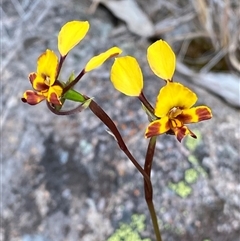 Diuris semilunulata (Late Leopard Orchid) at Kambah, ACT - 3 Nov 2025 by JillianM