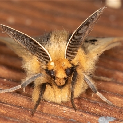 Anthela ocellata (Eyespot Anthelid moth) at Symonston, ACT - 3 Nov 2025 by rawshorty