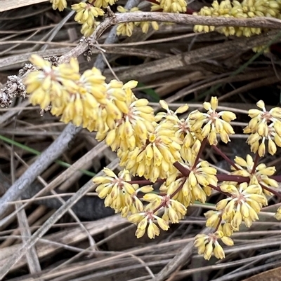 Lomandra multiflora (Many-flowered Matrush) at Kambah, ACT - 3 Nov 2025 by JillianM