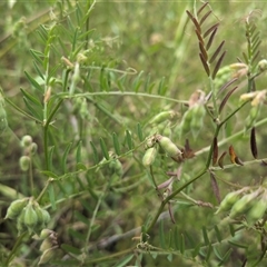 Vicia disperma (Two Seeded Vetch) at Franklin, ACT - 3 Nov 2025 by chriselidie