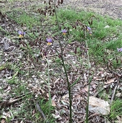 Dianella (genus) (Flax Lily) at Higgins, ACT - 3 Nov 2025 by Untidy