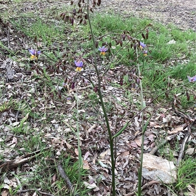 Dianella (genus) (Flax Lily) at Higgins, ACT - 3 Nov 2025 by Untidy
