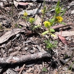 Triptilodiscus pygmaeus (Annual Daisy) at Higgins, ACT - 2 Nov 2025 by Untidy