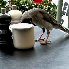 Manorina melanocephala by KMcCue