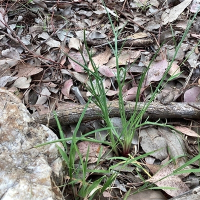 Eryngium ovinum (Blue Devil) at Higgins, ACT - 3 Nov 2025 by Untidy