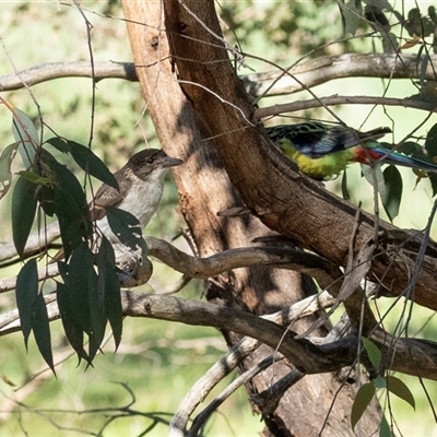 Platycercus eximius at  - suppressed by AlisonMilton