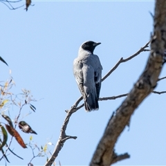 Coracina novaehollandiae at Weetangera, ACT - 2 Nov 2025 by AlisonMilton