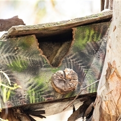 Trichosurus vulpecula (Common Brushtail Possum) at Weetangera, ACT - 2 Nov 2025 by AlisonMilton