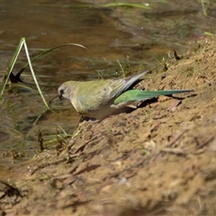 Psephotus haematonotus at Weetangera, ACT - 2 Nov 2025 by AlisonMilton