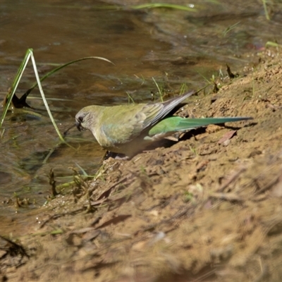 Psephotus haematonotus at Weetangera, ACT - 2 Nov 2025 by AlisonMilton