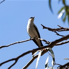Lalage tricolor at Weetangera, ACT - 2 Nov 2025 by AlisonMilton