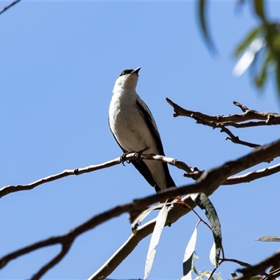 Lalage tricolor at Weetangera, ACT - 2 Nov 2025 by AlisonMilton