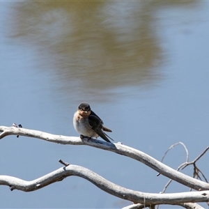 Hirundo neoxena by AlisonMilton