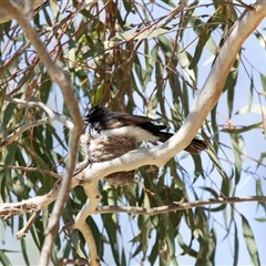Rhipidura leucophrys by AlisonMilton
