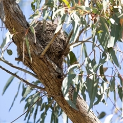 Grallina cyanoleuca by AlisonMilton