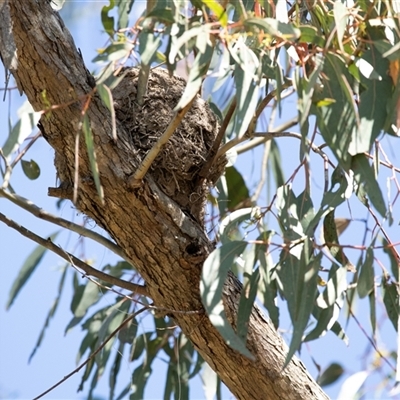 Grallina cyanoleuca at  - suppressed by AlisonMilton