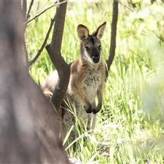 Notamacropus rufogriseus (Red-necked Wallaby) at Weetangera, ACT - 2 Nov 2025 by AlisonMilton