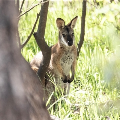 Notamacropus rufogriseus (Red-necked Wallaby) at Weetangera, ACT - 2 Nov 2025 by AlisonMilton