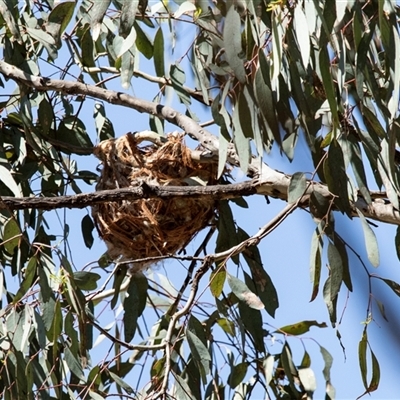 Philemon corniculatus at  - suppressed by AlisonMilton
