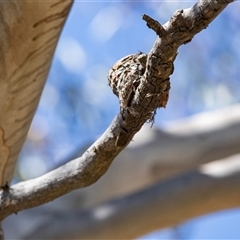 Myiagra rubecula by AlisonMilton
