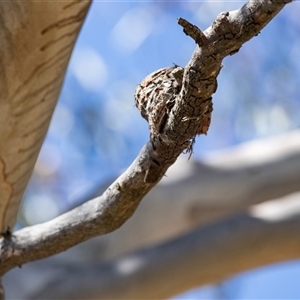 Myiagra rubecula by AlisonMilton