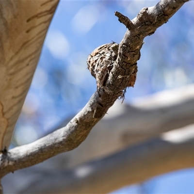 Myiagra rubecula at  - suppressed by AlisonMilton