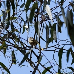 Acanthiza lineata at Weetangera, ACT - 2 Nov 2025 by AlisonMilton