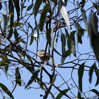Acanthiza lineata at Weetangera, ACT - 2 Nov 2025 by AlisonMilton