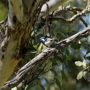 Malurus cyaneus at Hawker, ACT - 2 Nov 2025 by AlisonMilton