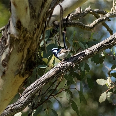 Malurus cyaneus at Hawker, ACT - 2 Nov 2025 by AlisonMilton