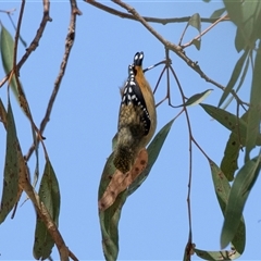 Pardalotus punctatus (Spotted Pardalote) at Weetangera, ACT - 2 Nov 2025 by AlisonMilton