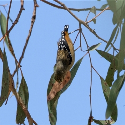 Pardalotus punctatus (Spotted Pardalote) at Weetangera, ACT - 2 Nov 2025 by AlisonMilton