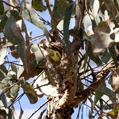 Gerygone olivacea by AlisonMilton