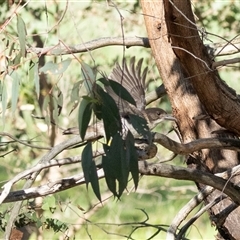 Cracticus torquatus by AlisonMilton