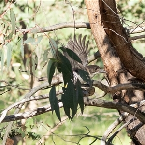 Cracticus torquatus by AlisonMilton