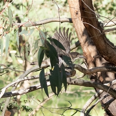 Cracticus torquatus at  - suppressed by AlisonMilton