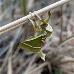 Aenetus ligniveren (Common Splendid Ghost Moth) at Googong, NSW - 3 Nov 2025 by RachaelL