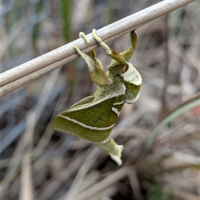 Aenetus ligniveren (Common Splendid Ghost Moth) at Googong, NSW - 3 Nov 2025 by RachaelL