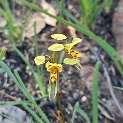 Diuris sulphurea (Tiger Orchid) at Hawker, ACT - 2 Nov 2025 by sangio7