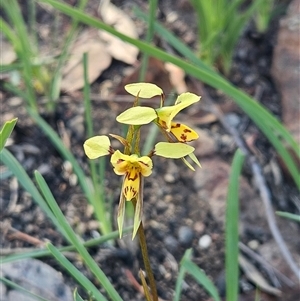 Diuris sulphurea (Tiger Orchid) at Hawker, ACT - Yesterday by sangio7