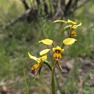 Diuris sulphurea (Tiger Orchid) at Hawker, ACT - Yesterday by sangio7