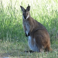Notamacropus rufogriseus at Hawker, ACT - 2 Nov 2025 by sangio7