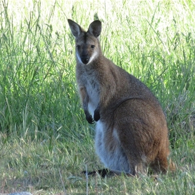Notamacropus rufogriseus at Hawker, ACT - 2 Nov 2025 by sangio7