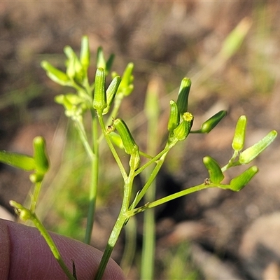 Senecio phelleus (Rock Fireweed) at Hawker, ACT - 2 Nov 2025 by sangio7