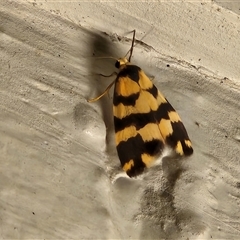 Thallarcha partita (Dark-banded Footman) by sangio7