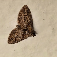 Phrissogonus laticostata (Apple Looper Moth) at Hawker, ACT - 2 Nov 2025 by sangio7