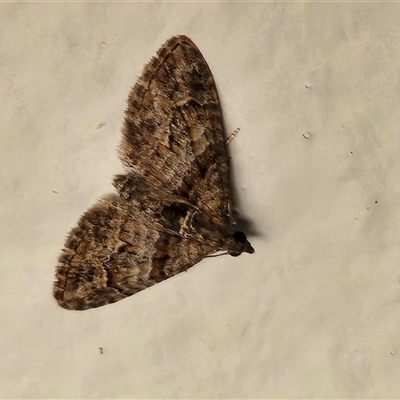 Phrissogonus laticostata (Apple Looper Moth) at Hawker, ACT - 2 Nov 2025 by sangio7