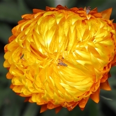 Austrotephritis poenia (Australian Fruit Fly) at Acton, ACT - 22 Oct 2025 by TimL