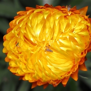 Austrotephritis poenia at Acton, ACT - 22 Oct 2025 by TimL